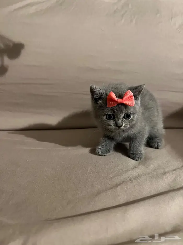 قطه سكوتش ستريت 1
