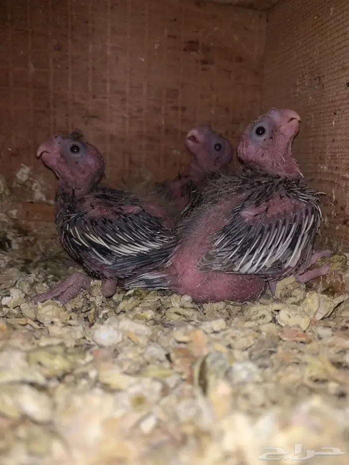 فروخ كروان(تم البيع) 0