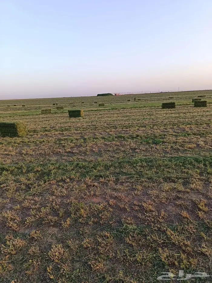 رشاش محوري 8 ابراج برسيم للايجار 0