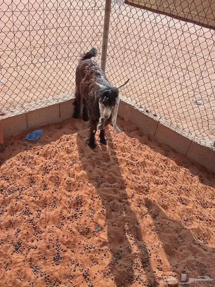 تيس ذبيحه 1