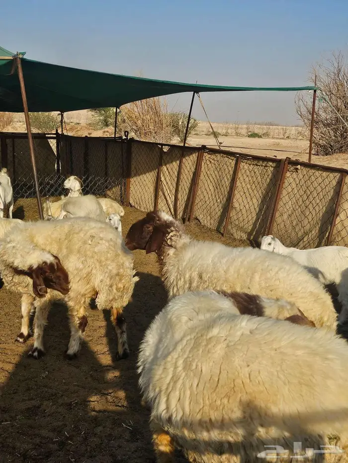 غنم نعيم للبيع 0
