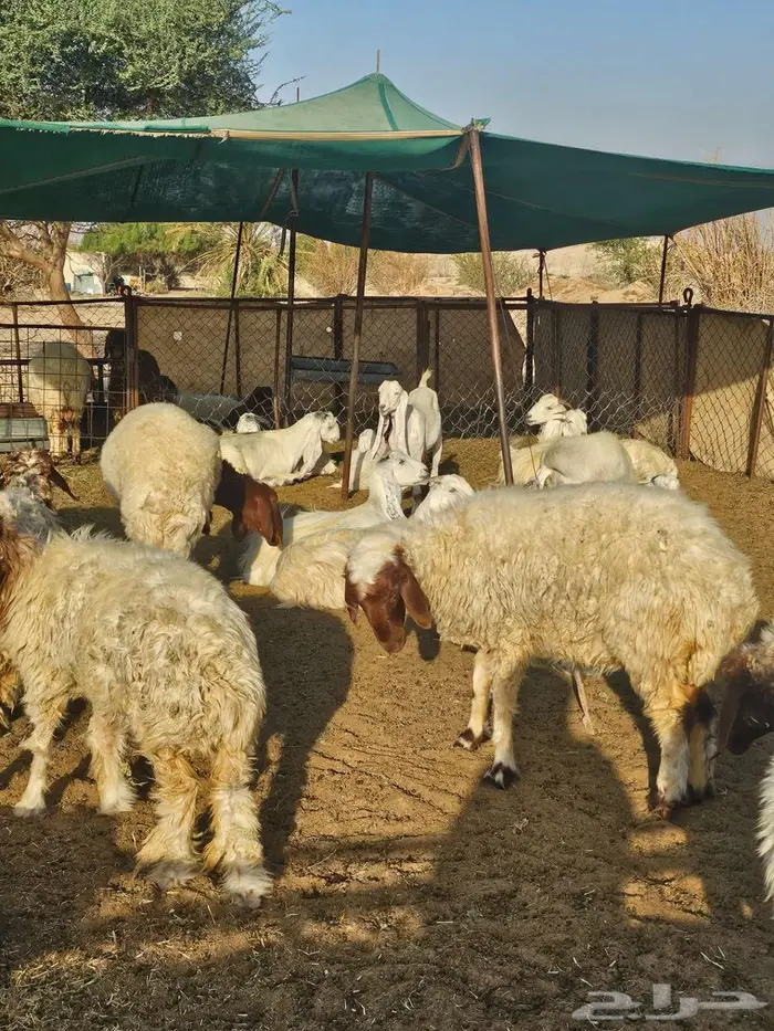 غنم نعيم للبيع 2