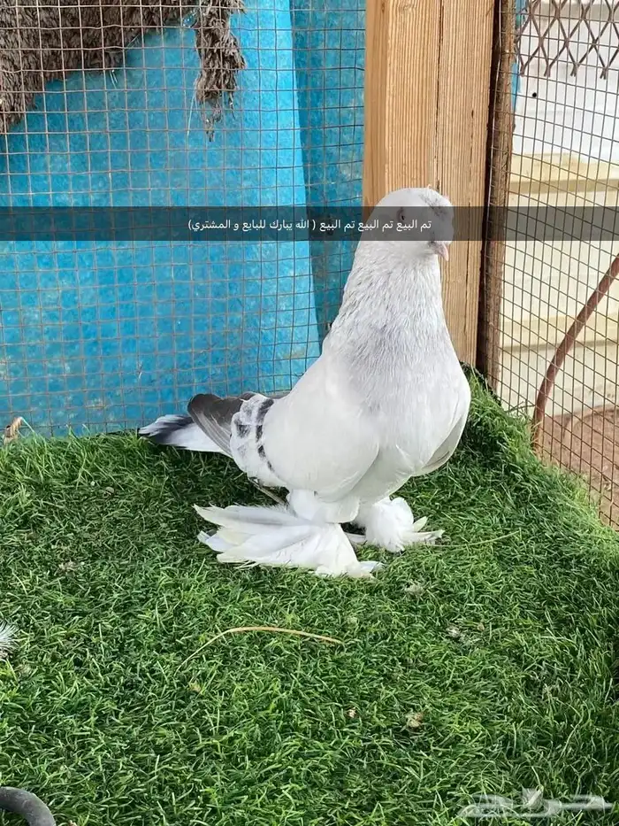 حمام تركي فاخر تم البيع 2