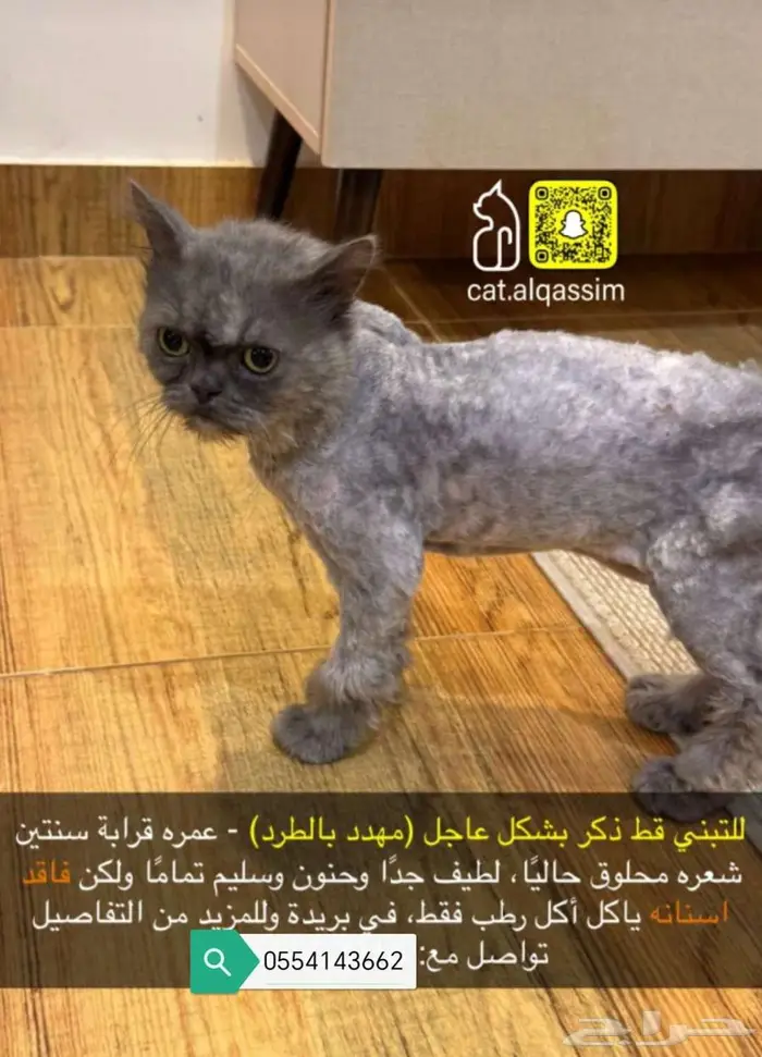 قط ذكر للتبني 0