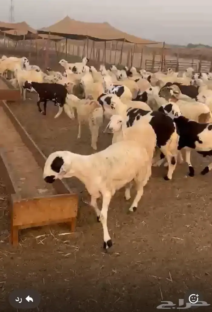 جذعان سواكن مرابي اقل الاسعار 1