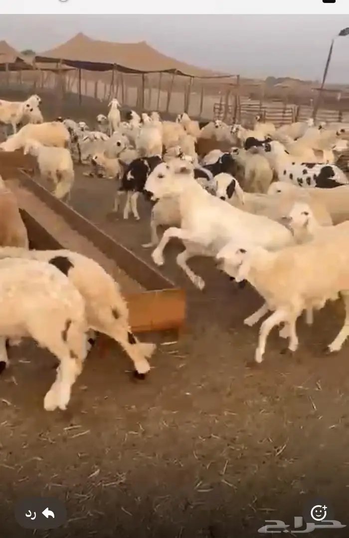 جذعان سواكن مرابي اقل الاسعار 2