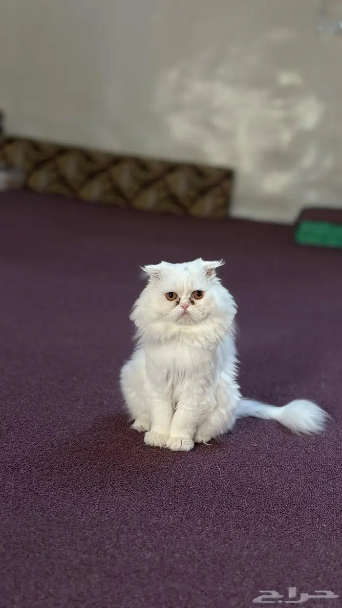 قطط هجين سكوتش للبيع 8