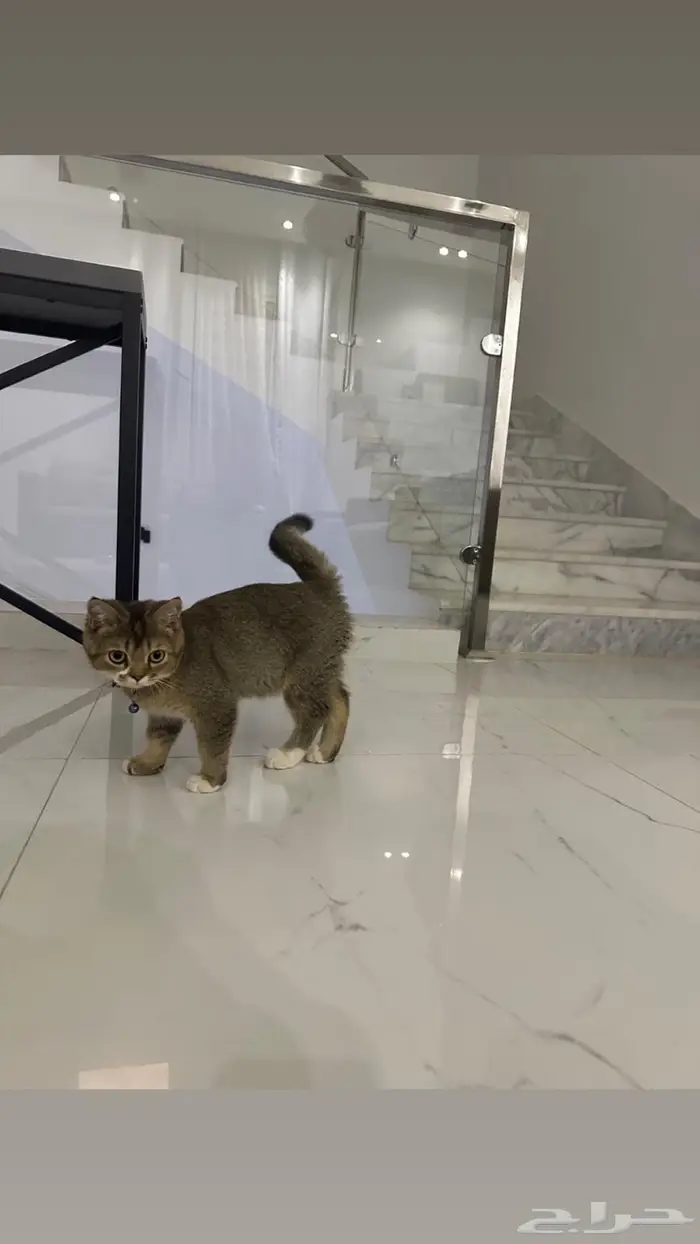 ذكر سكوتش ستريت 5 شهور للبيع 0