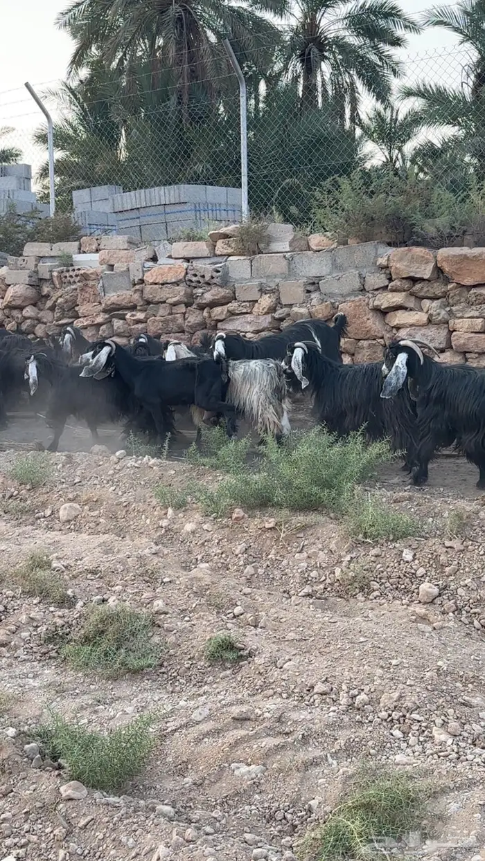 معزا مضاريع للبيع 0