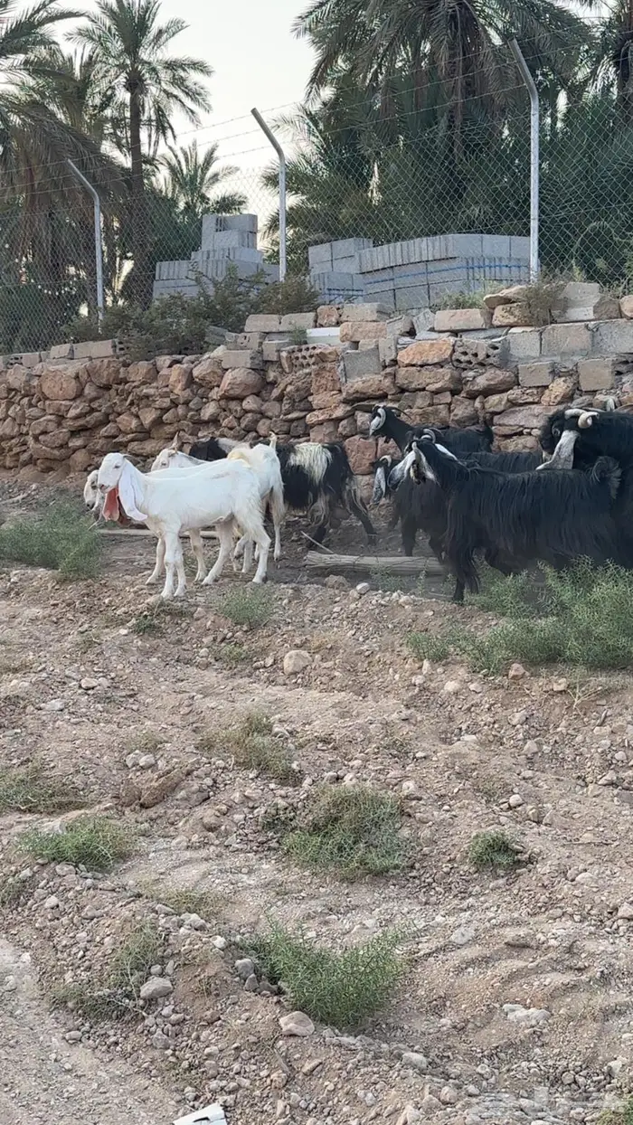 معزا مضاريع للبيع 1