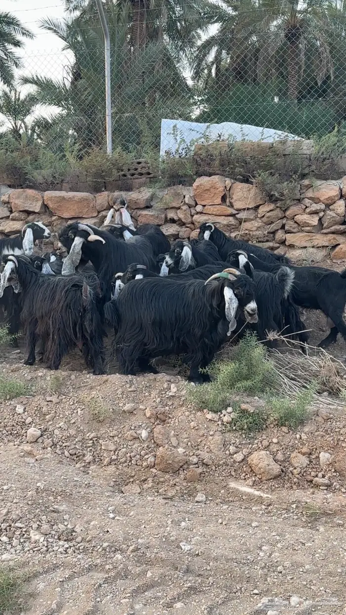 معزا مضاريع للبيع 2