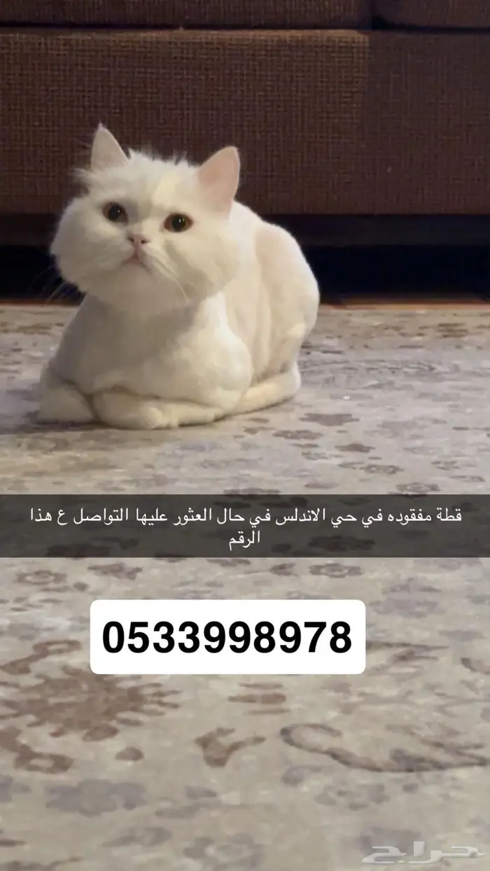 قطوه مفقوده الخرج حي الاندلس 0