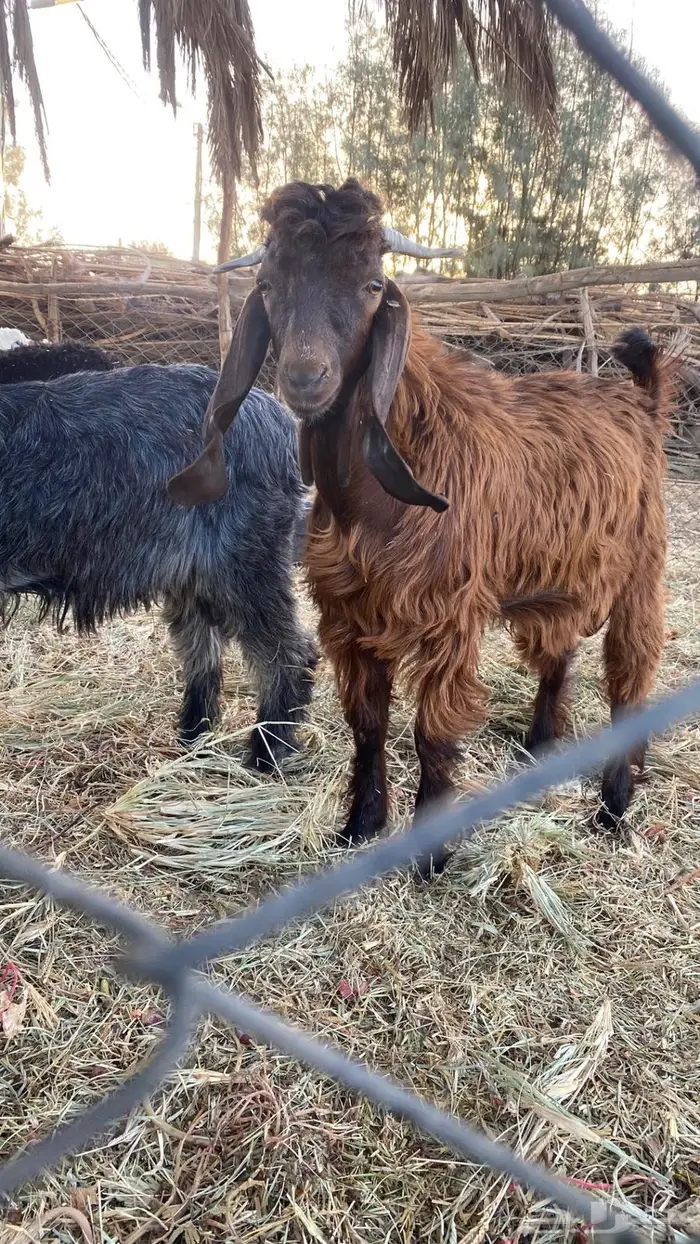 للبيع تيسين سمان 2