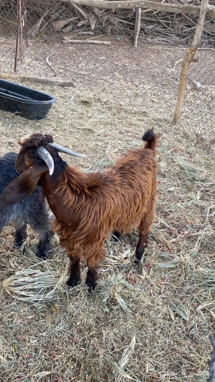 للبيع تيسين سمان 4