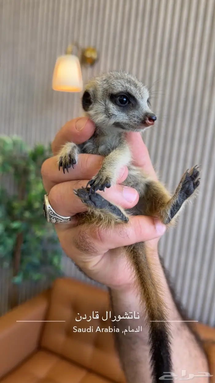 تم البيع Sold out 1