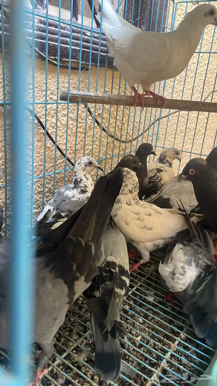 قطاء سمان قمري نزل  حمام 3