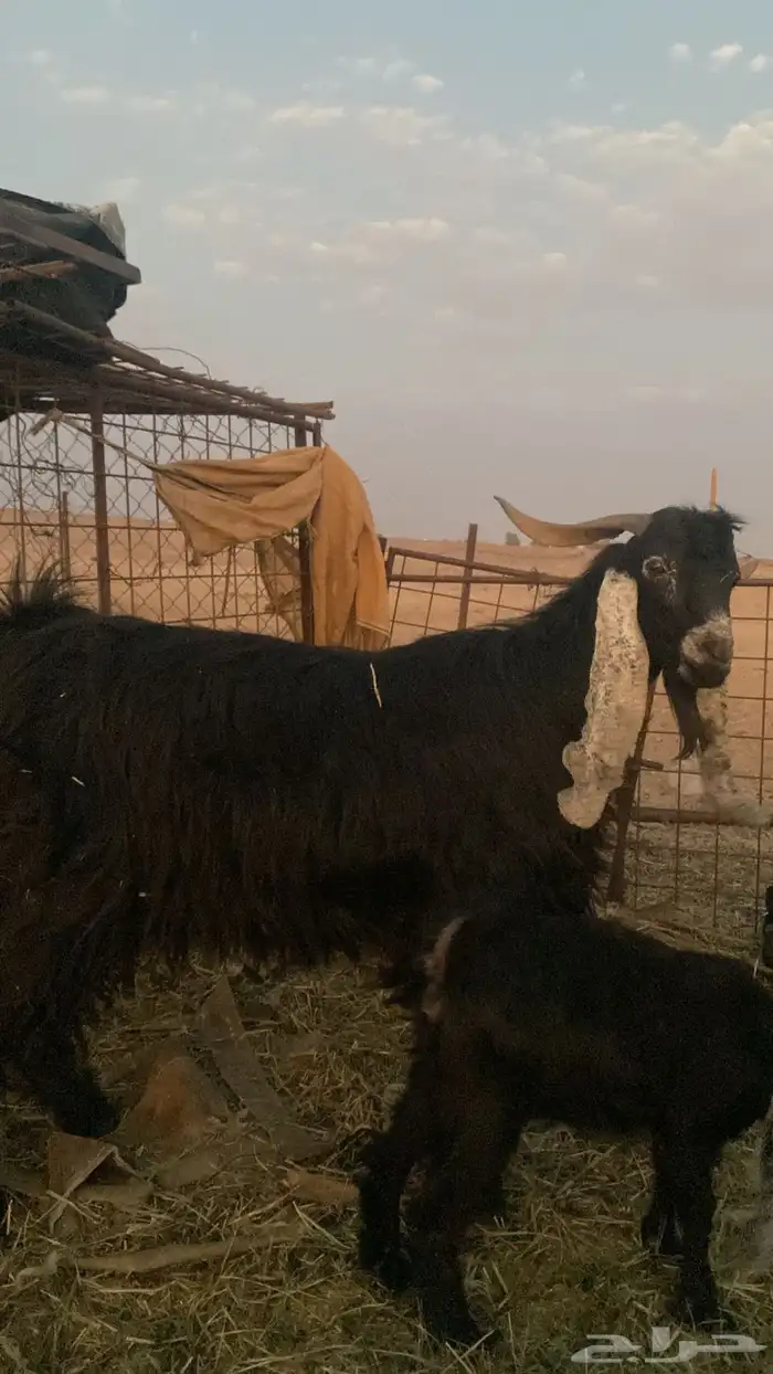 تيس فحل للبيع 0