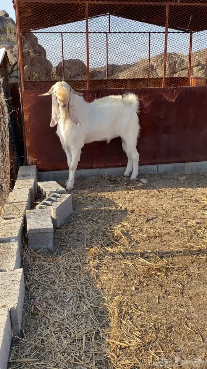 تيس فحل السن رباع 2