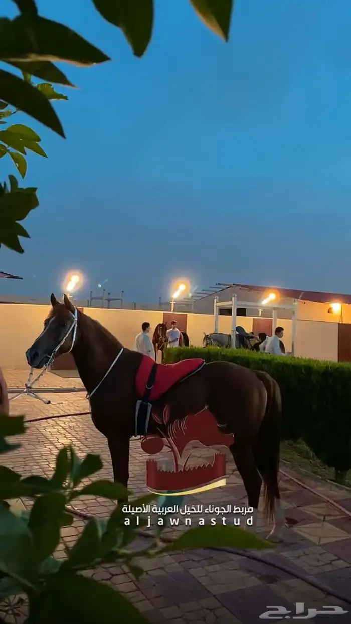 حصان شعبي شيخ الحصان حار و يطرب الخيال الحصان سبوق له مكاسب 3