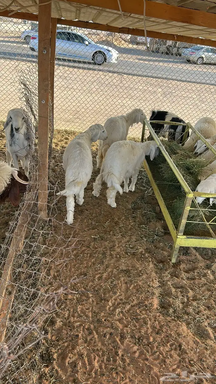 ذبايح بريه 2