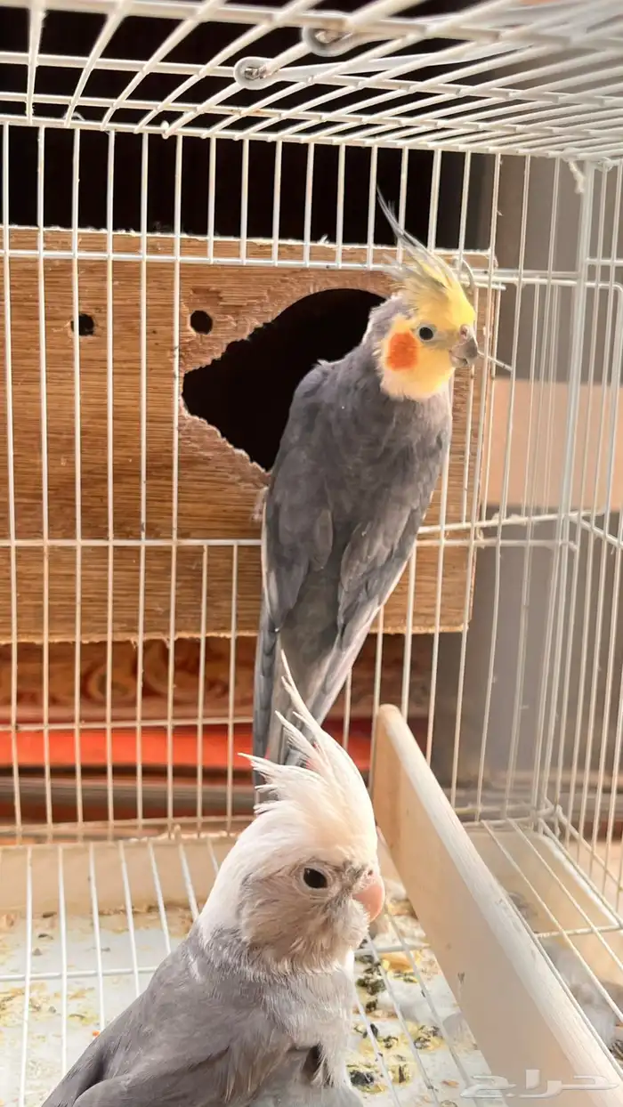 زوج طير كروان 1