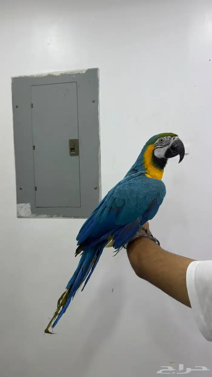 مكاو بلو اند قولد 1