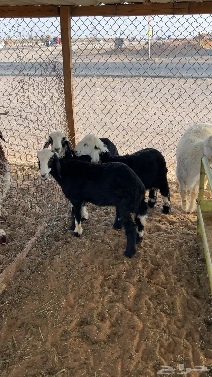 ذبايح بريه 12