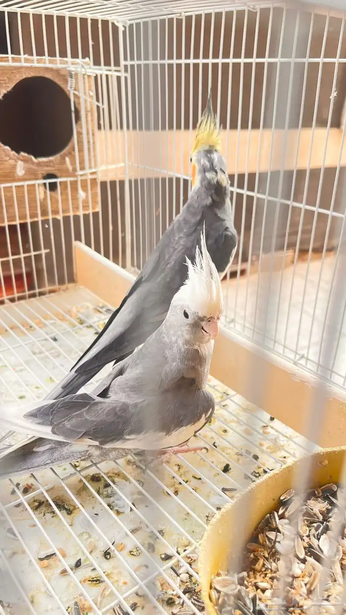 زوج طير كروان 0