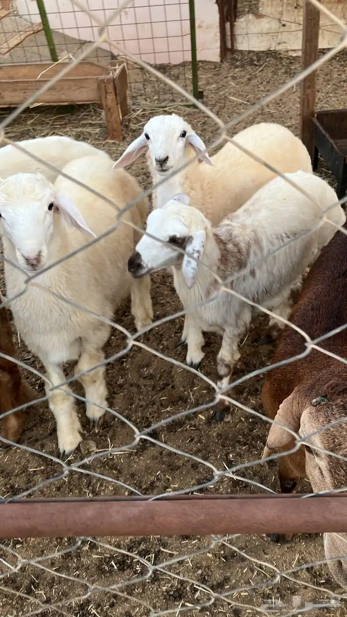 غنم ذبايح حري وسواكني 1