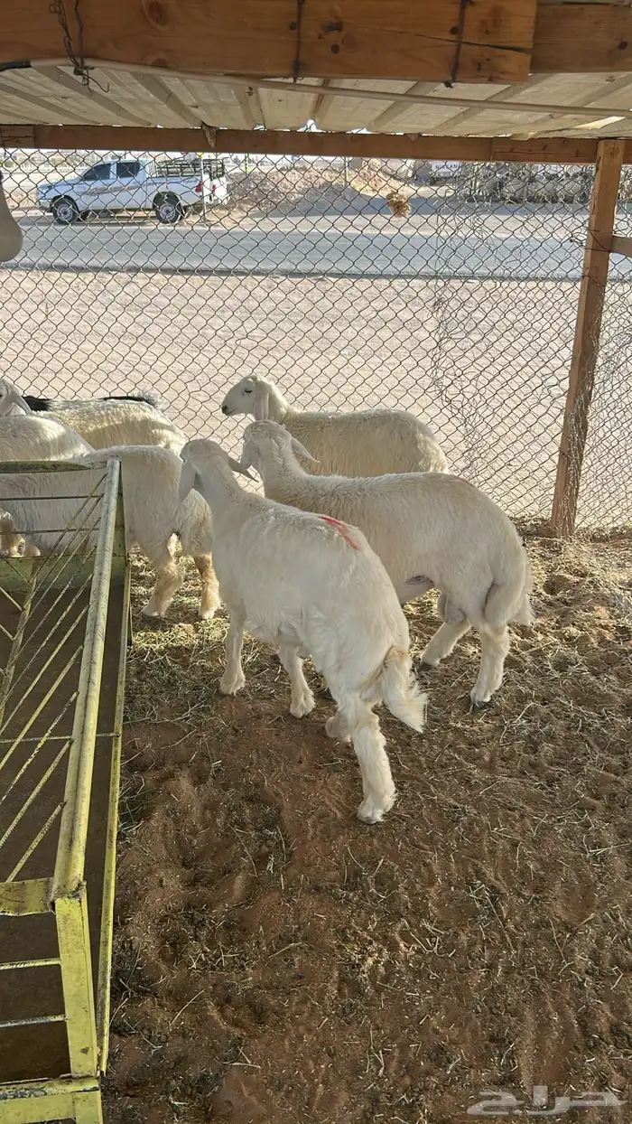 ذبايح بريه 5