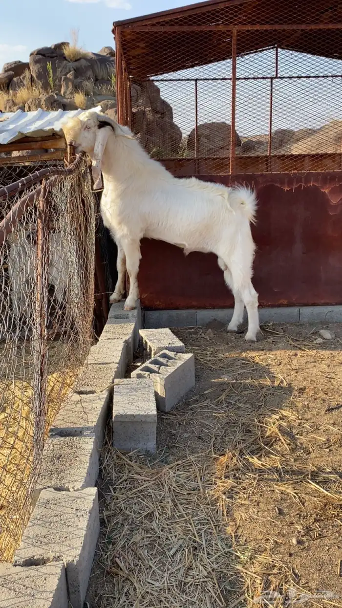 تيس فحل السن رباع 0