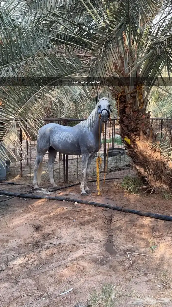 حصان واهو 5