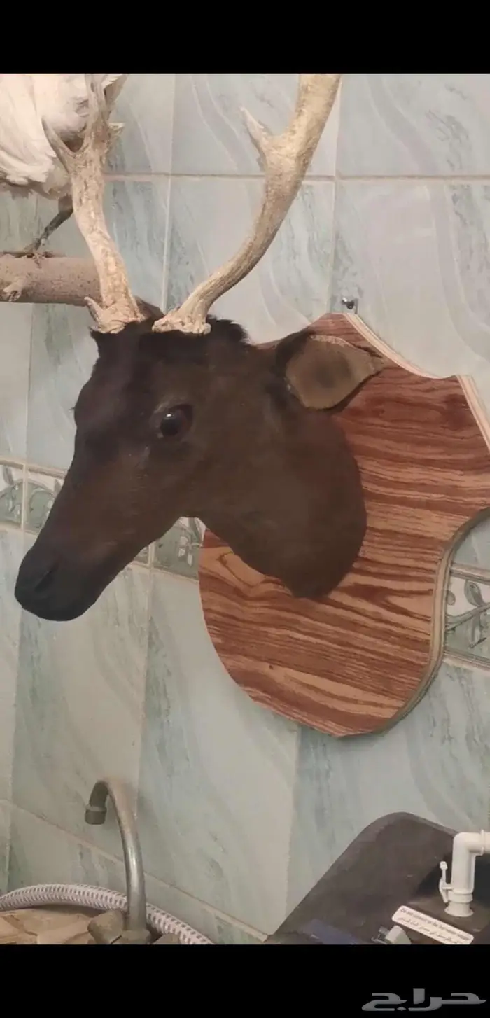 محنطة حبشي دجاجة لون ابيض محنطة 2