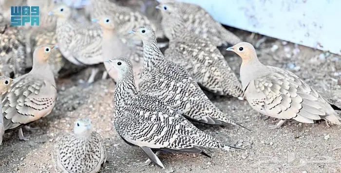 قطاء سمان قمري نزل  حمام 0