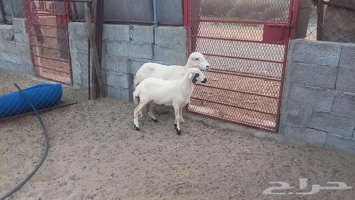 نعجه رفيديه تحتها رخله 1