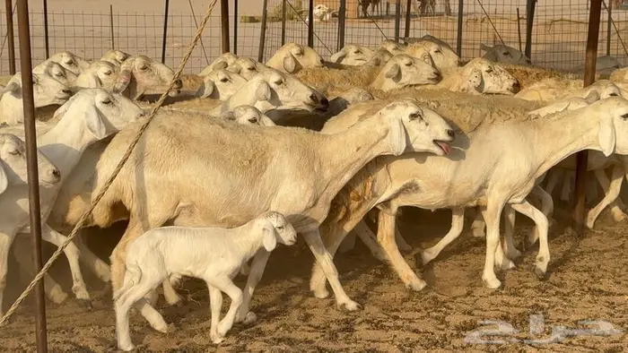 حريات 50 تحتها 8 دفيع سونار 9