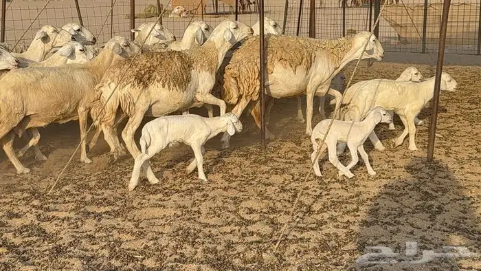 حريات 50 تحتها 8 دفيع سونار 12