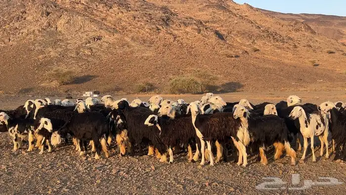 رخال نجاده صنف مضريع ودفيع طيبه 6
