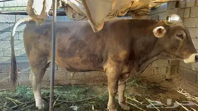 عجلة الام هولندية الاب سويس براون index