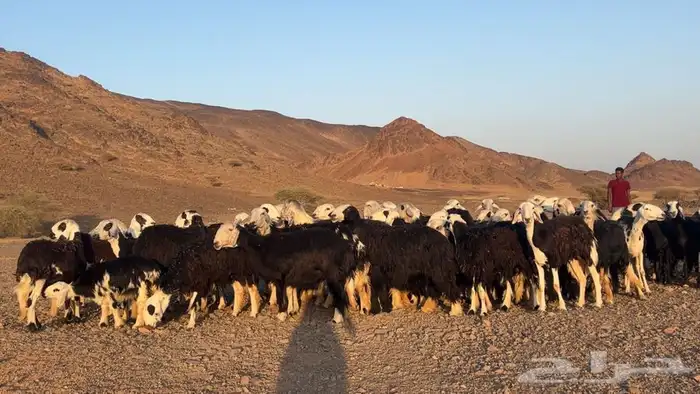 رخال نجاده صنف مضريع ودفيع طيبه 1
