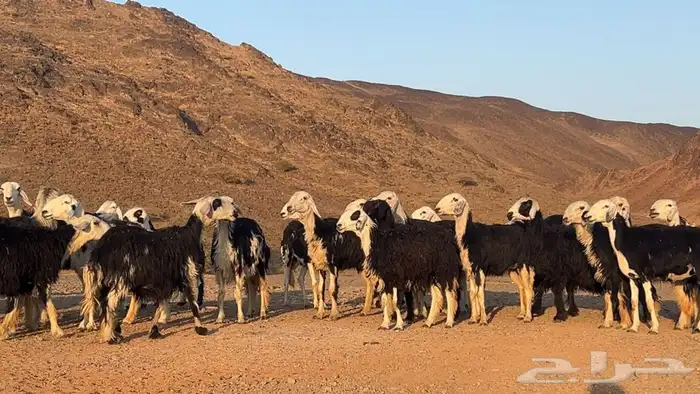 رخال نجاده صنف مضريع ودفيع طيبه 7