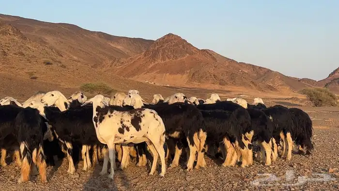 رخال نجاده صنف مضريع ودفيع طيبه 0