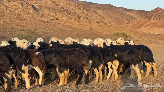 رخال نجاده صنف مضريع ودفيع طيبه 3