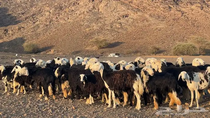 رخال نجاده صنف مضريع ودفيع طيبه 2