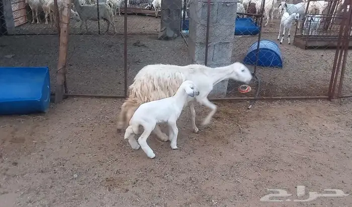رخله ثنيه ولود 2
