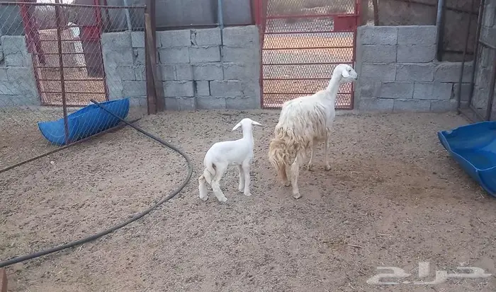 رخله ثنيه ولود 4