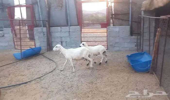 نعجه رفيديه تحتها رخله 4