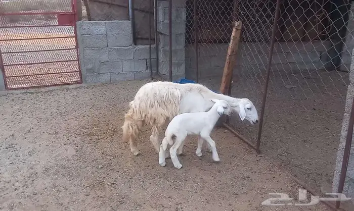 رخله ثنيه ولود 0