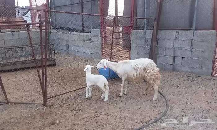 رخله ثنيه ولود 1