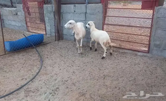 نعجه رفيديه تحتها رخله 5